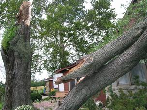 tree removal
