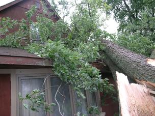 tree removal
